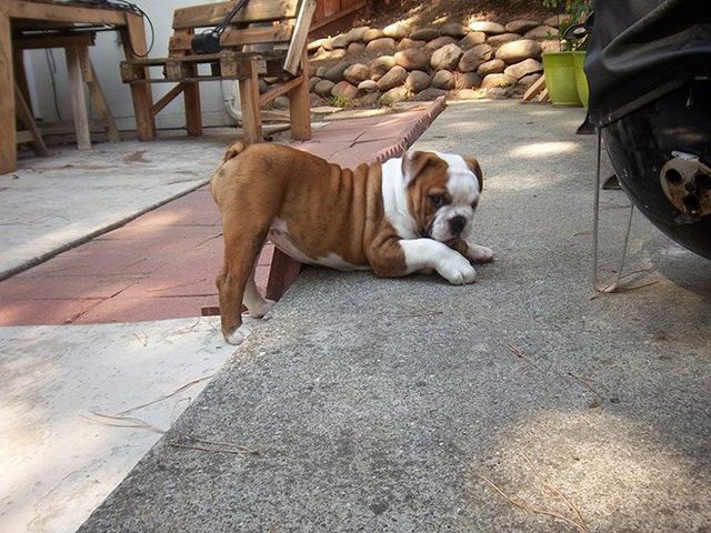 Тварини-моделі у всій красі: кумедні фото - фото 208168