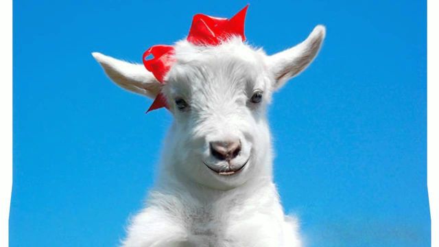 Рік Собаки до Кози - фото 212202