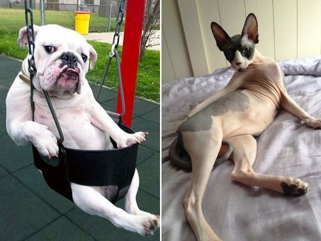 Тварини-моделі у всій красі: кумедні фото - фото 208171