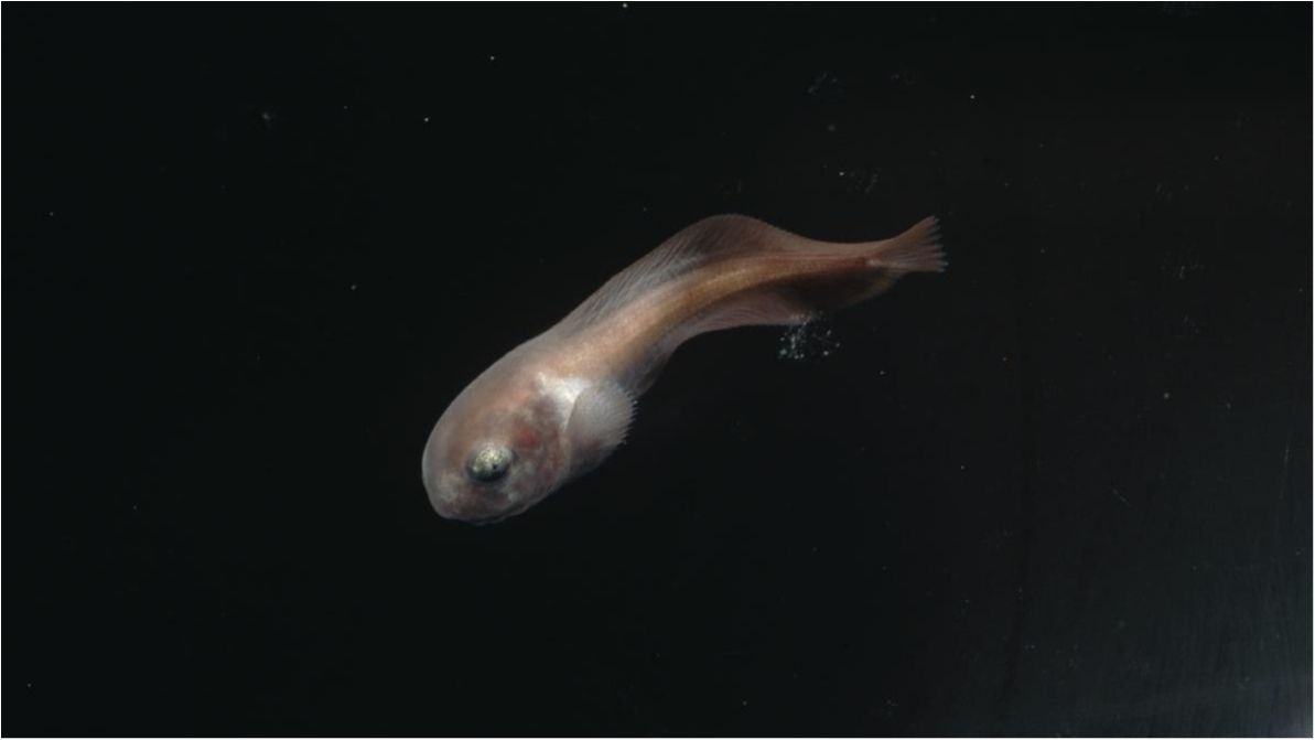 Вчені показали спійману на шаленій глибині рибу