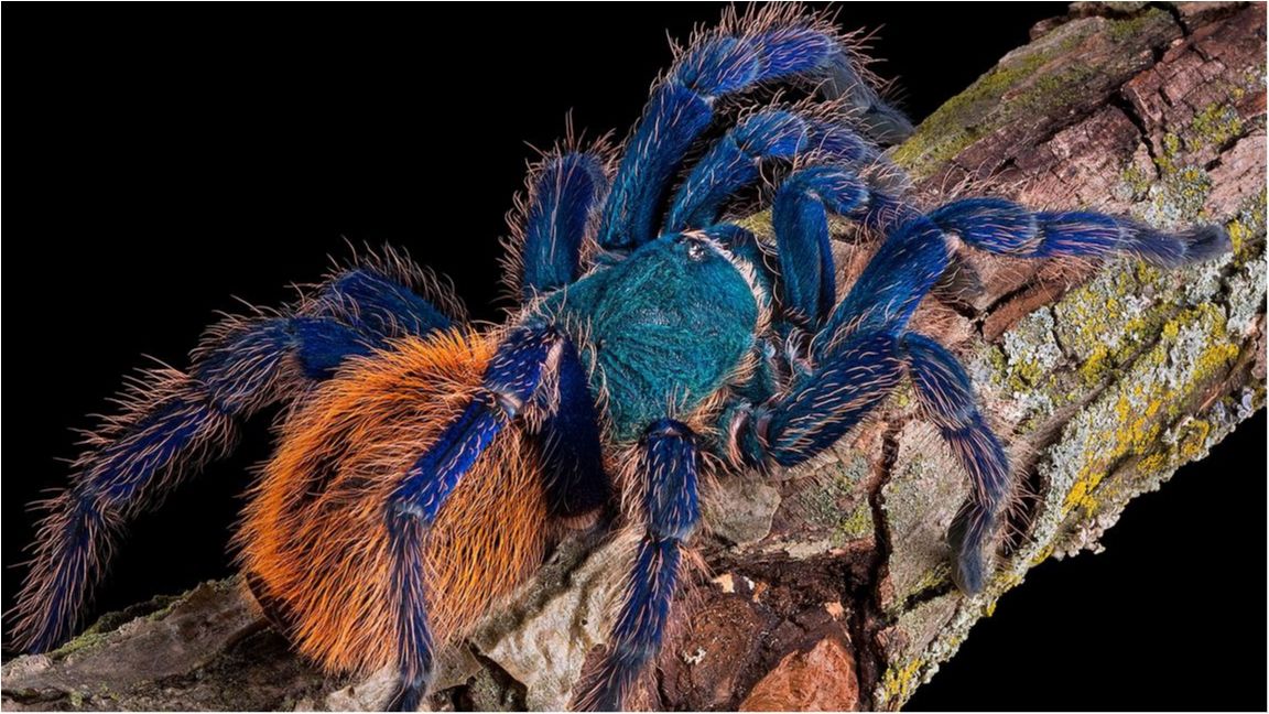 Виявлено новий вид гігантських павуків