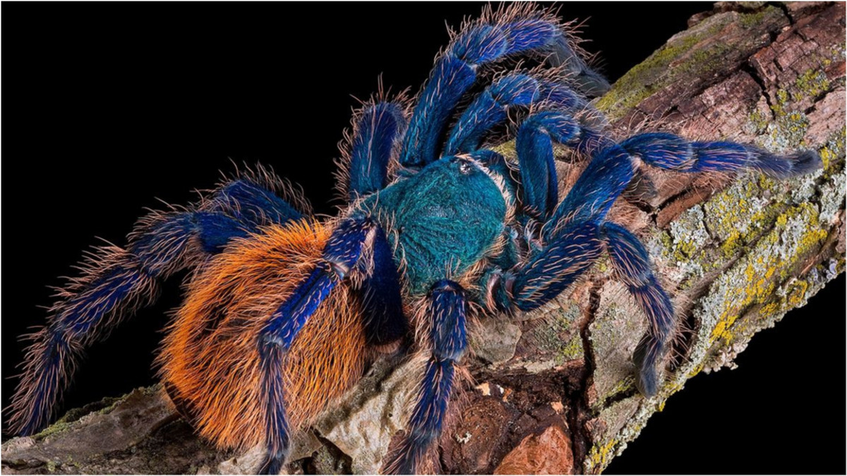 Інший синій павук живе в Південно-Східній Азії - фото 1