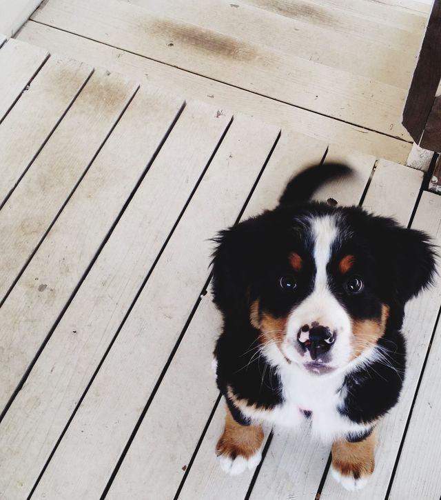 Як собаки рятують господарів від смертельних хвороб - фото 210959