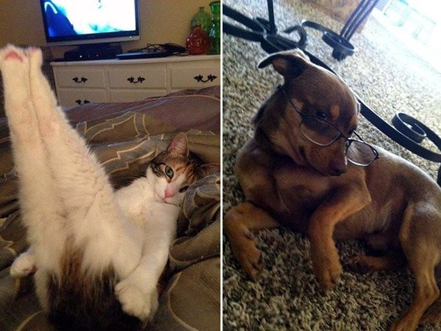 Тварини-моделі у всій красі: кумедні фото - фото 208173