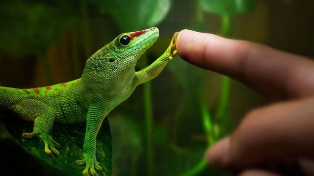 Ось чому в ящірок відростають відірвані хвости