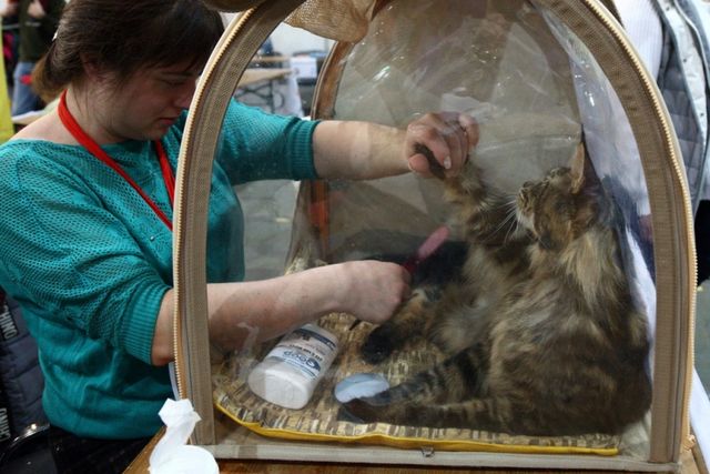 Це зробить ваш день! Найкращі фото котів із міжнародної виставки у Києві - фото 208420