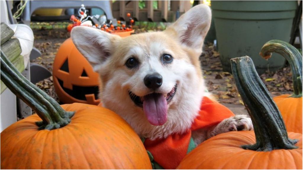 Гарбузова дієта: поради для тих, хто мріє схуднути