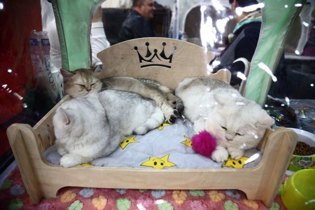 Це зробить ваш день! Найкращі фото котів із міжнародної виставки у Києві - фото 208434