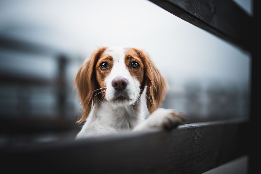 Неймовірні фото собак, після яких ви захочете завести пухнастика - фото 1