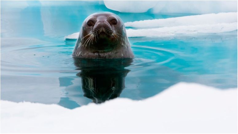 Варто побачити: вчені показали на відео гігантську озонову діру