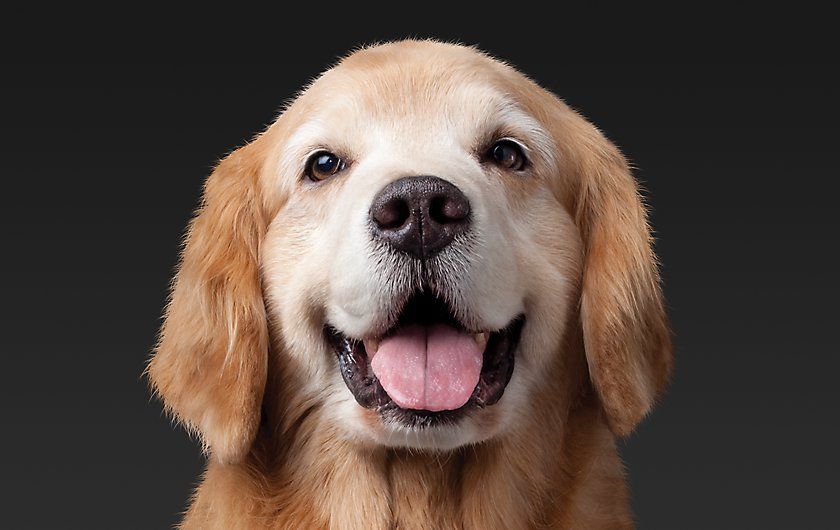 Вчені назвали собаку засобом від інфаркту