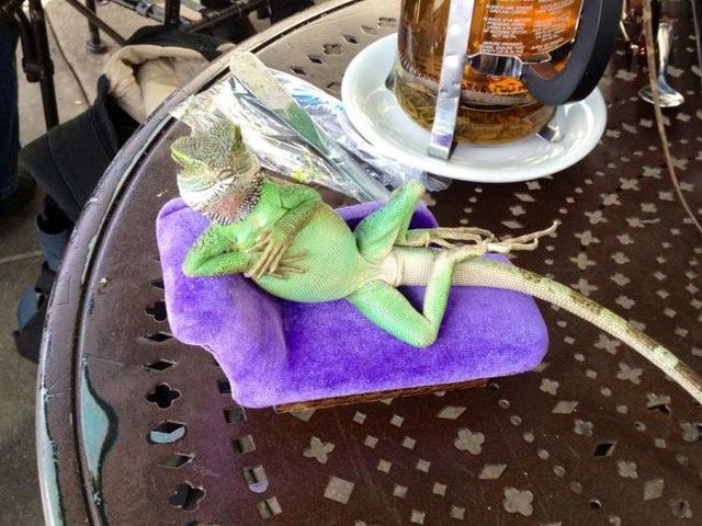 Тварини-моделі у всій красі: кумедні фото - фото 208175