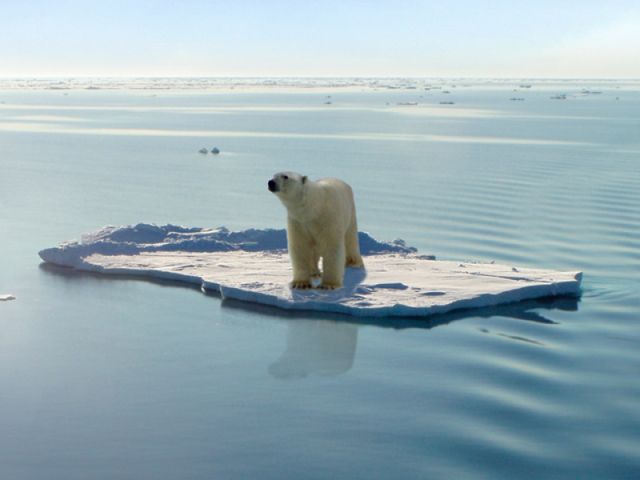 Кількість тварин на Землі зменшується - фото 208868