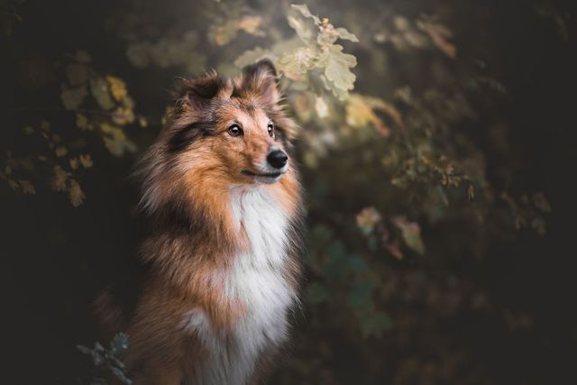 Неймовірні фото собак, після яких ви захочете завести пухнастика - фото 211624