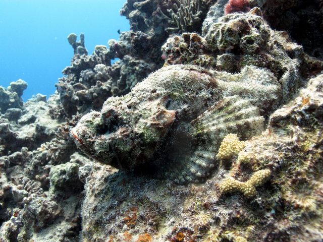 Перевір себе! Тварини-шпигуни, яких не кожен зможе побачити - фото 207175