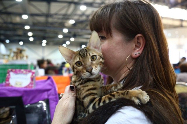 Це зробить ваш день! Найкращі фото котів із міжнародної виставки у Києві - фото 208424