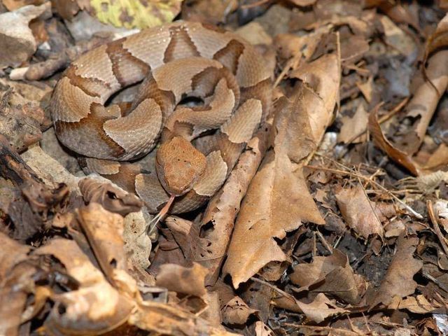 Перевір себе! Тварини-шпигуни, яких не кожен зможе побачити - фото 207173