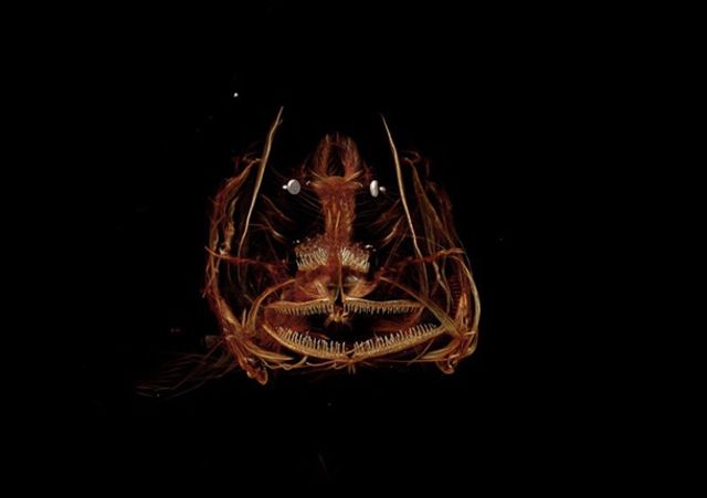 Цю істоту назвали Mariana snailfish - фото 212070