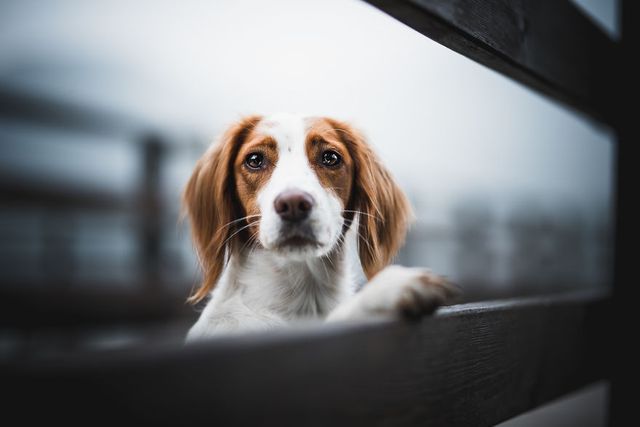 Неймовірні фото собак, після яких ви захочете завести пухнастика - фото 211619