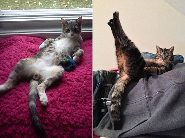 Тварини-моделі у всій красі: кумедні фото - фото 208170