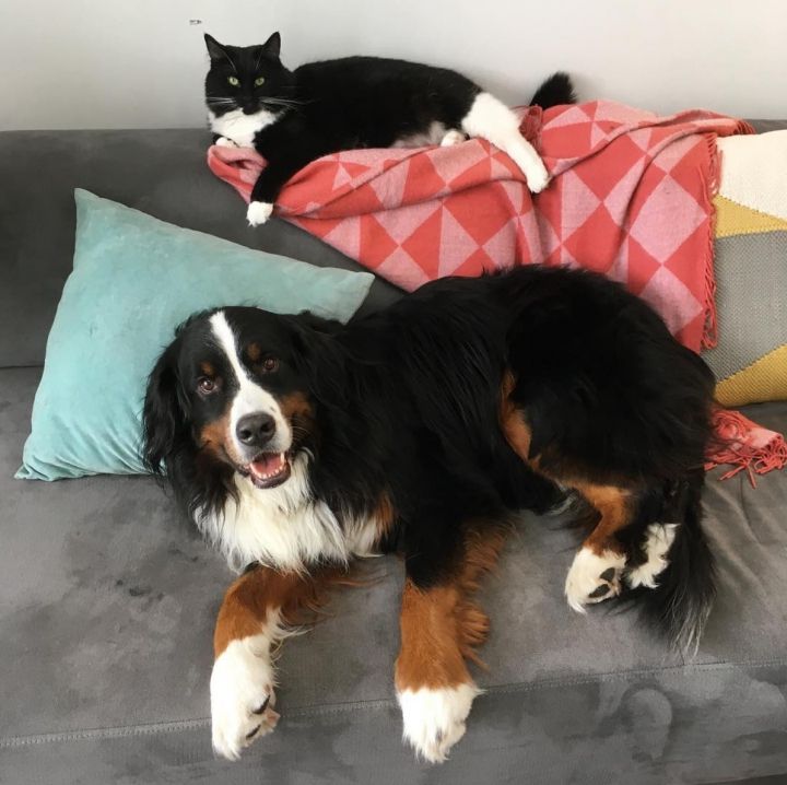 Кіт-хуліган, який знущається  з собаки, став зіркою мережі