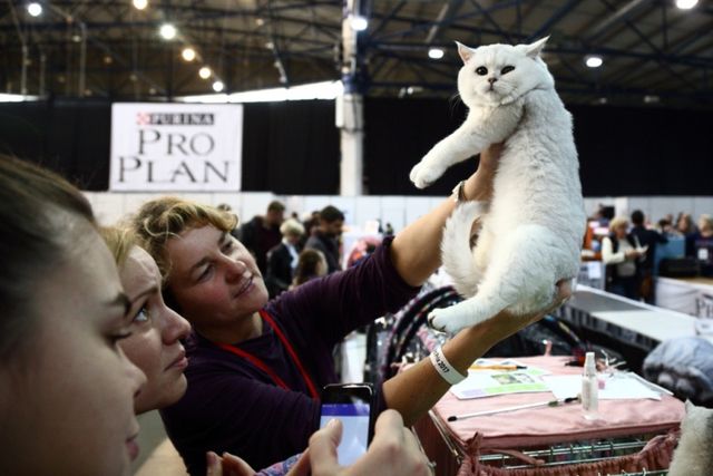 Це зробить ваш день! Найкращі фото котів із міжнародної виставки у Києві - фото 208426