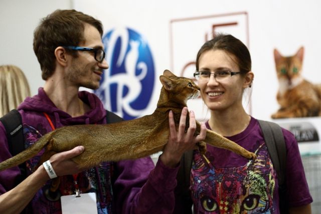 Це зробить ваш день! Найкращі фото котів із міжнародної виставки у Києві - фото 208431