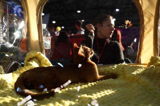 Це зробить ваш день! Найкращі фото котів із міжнародної виставки у Києві - фото 208415