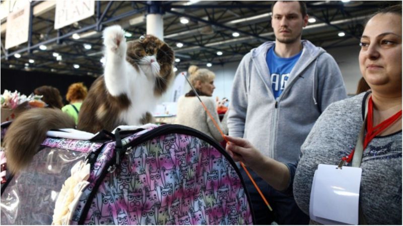 Це зробить ваш день! Найкращі фото котів із міжнародної виставки у Києві