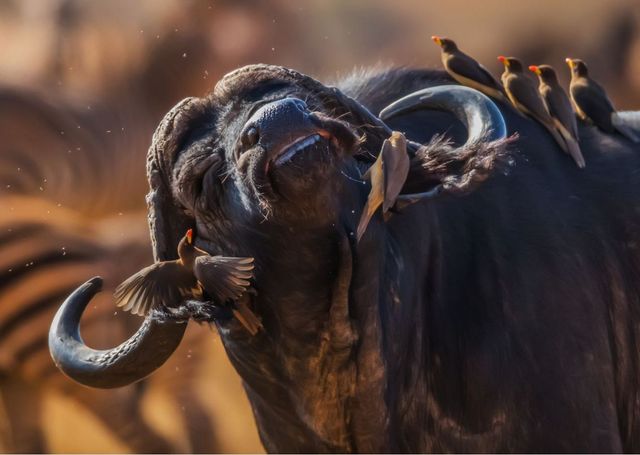 Перехоплює дух! National Geographic показав найкращі фото природи за 2017 рік - фото 207363