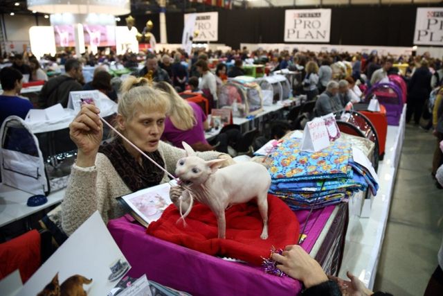 Це зробить ваш день! Найкращі фото котів із міжнародної виставки у Києві - фото 208432