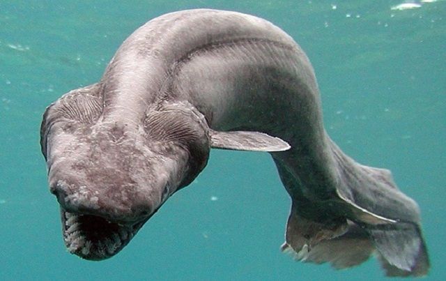 У Португалії зловили доісторичну акулу: фотофакт