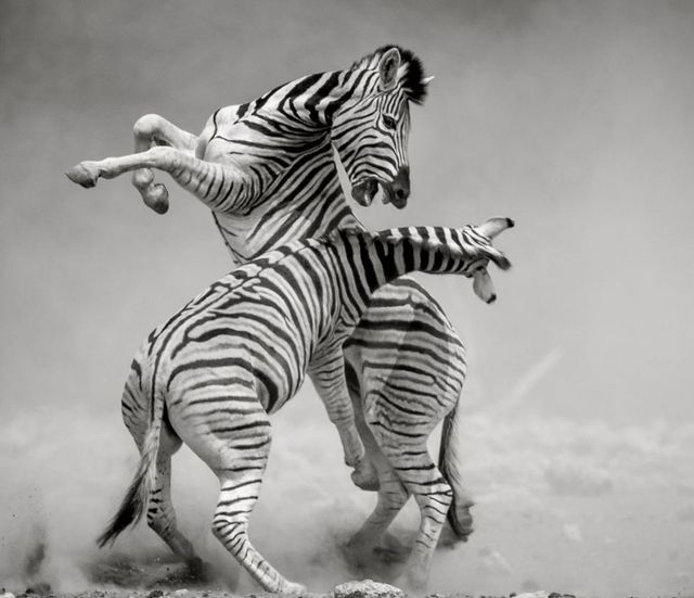 Перехоплює дух! National Geographic показав найкращі фото природи за 2017 рік - фото 207356