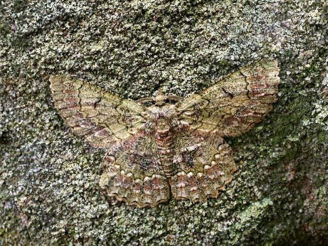 Перевір себе! Тварини-шпигуни, яких не кожен зможе побачити - фото 207174
