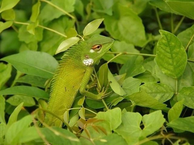 Перевір себе! Тварини-шпигуни, яких не кожен зможе побачити - фото 207172