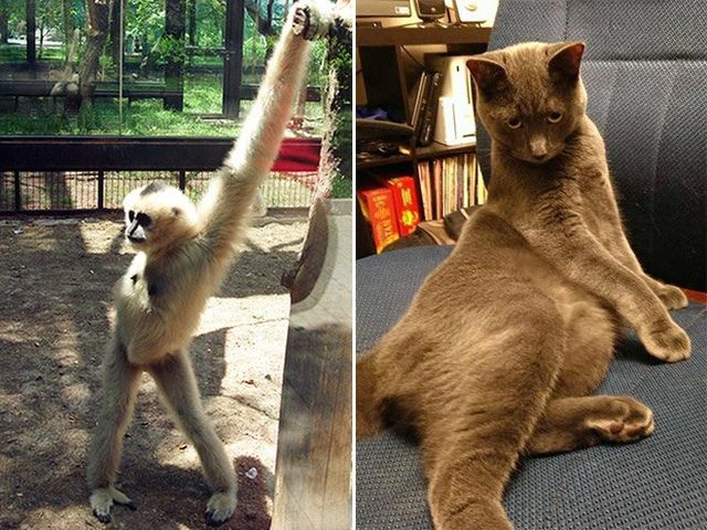 Тварини-моделі у всій красі: кумедні фото - фото 208174