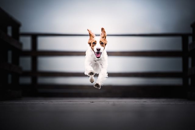 Неймовірні фото собак, після яких ви захочете завести пухнастика - фото 211621