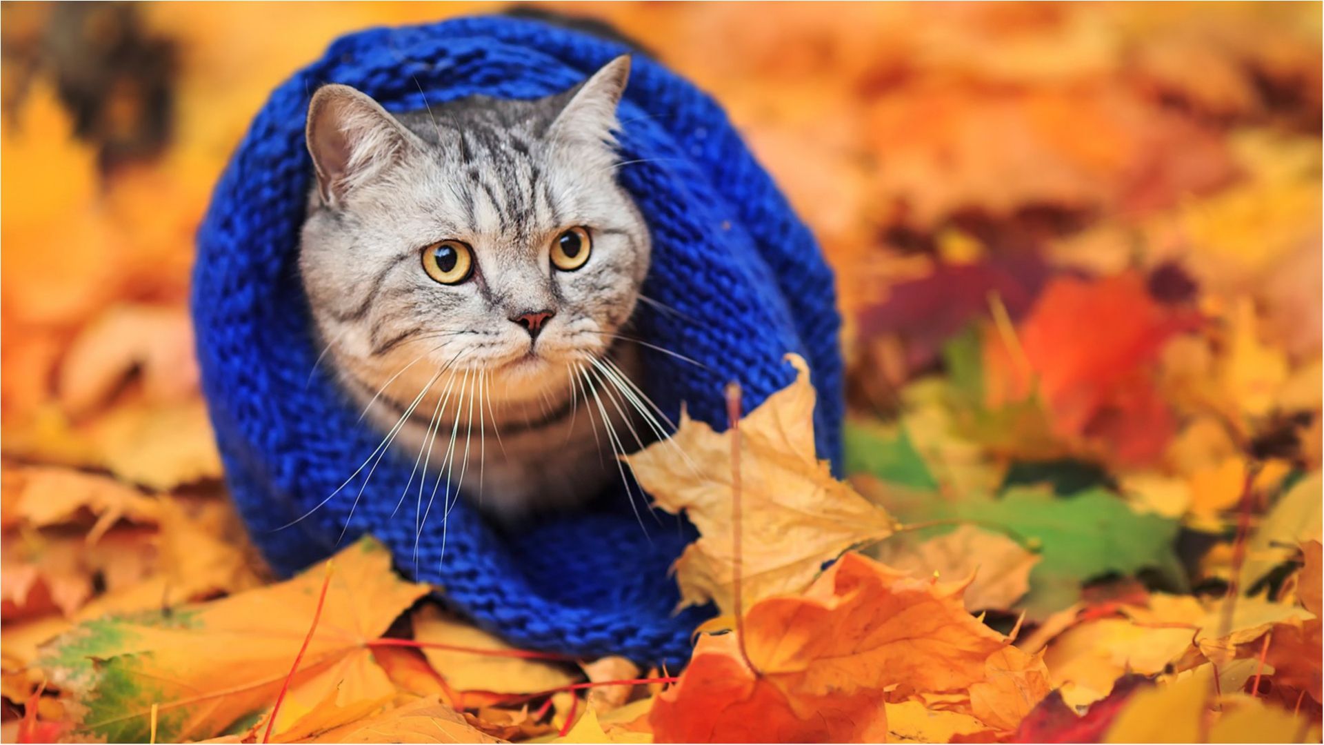 Трохи літа! Синоптик здивувала українців прогнозом погоди