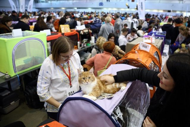 Це зробить ваш день! Найкращі фото котів із міжнародної виставки у Києві - фото 208430