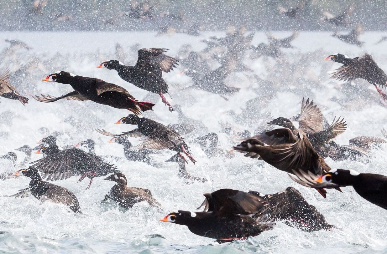 Перехоплює дух! National Geographic показав найкращі фото природи за 2017 рік