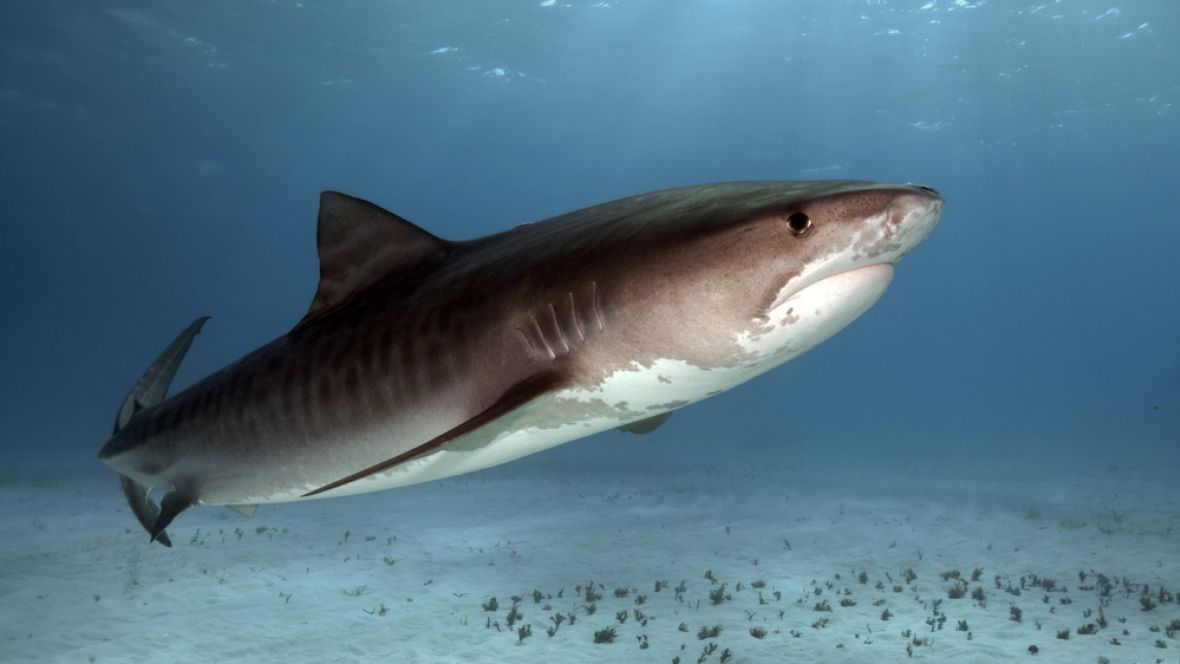 В Австралії серфінгіст зумів відбитися від акули кулаками