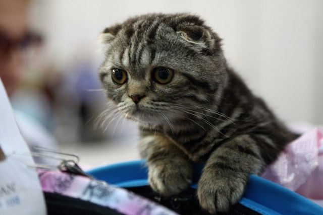 Це зробить ваш день! Найкращі фото котів із міжнародної виставки у Києві - фото 208416