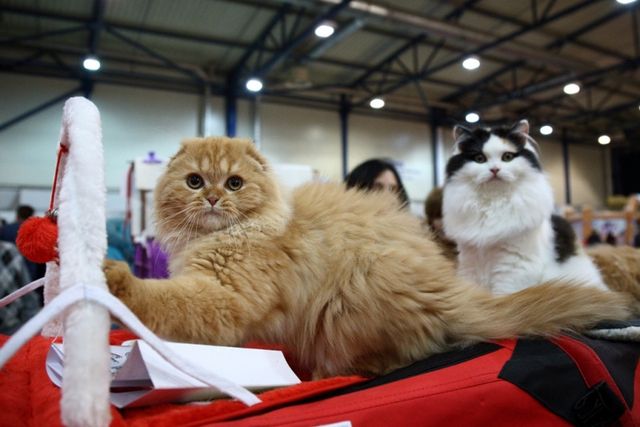 Це зробить ваш день! Найкращі фото котів із міжнародної виставки у Києві - фото 208433