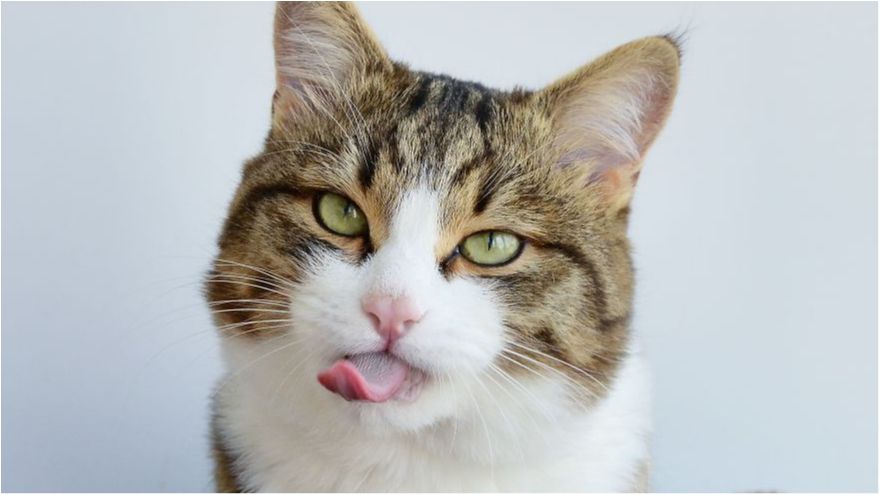 Язикатий кіт підкорює Instagram: кумедні фото