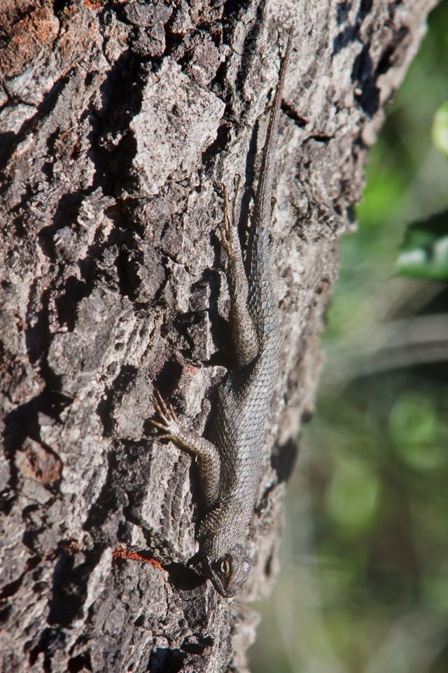 Перевір себе! Тварини-шпигуни, яких не кожен зможе побачити - фото 207179