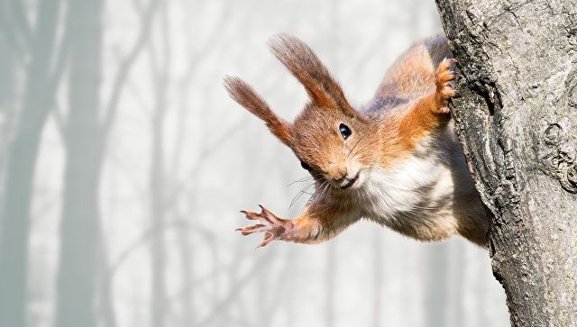 Мешканка США використовувала білок для помсти своєму колишньому хлопцю