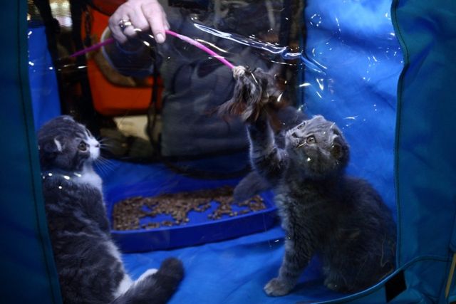 Це зробить ваш день! Найкращі фото котів із міжнародної виставки у Києві - фото 208418