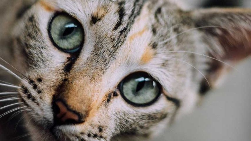 Дівчинка з Дубліна взяла інтерв'ю у кота, і це хіт мережі!