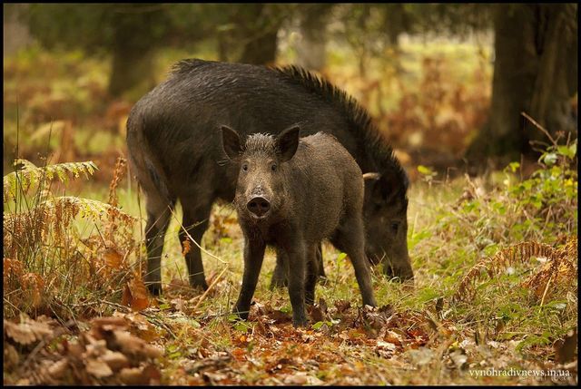 Польща збудує паркан на кордоні з Україною і Білоруссю через АЧС - фото 218124
