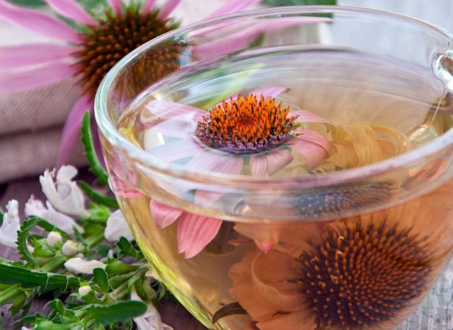 Ехінацея - фото 214576